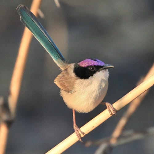 a photo of a purple-crowned fairy-wren gripping onto a tiny reed with it's very tiny feet! fairy wrens are extremely small, and this one is also almost totally spherical, with it's bright blue tail sticking straight up behind it in the air. it has an angular black stripe over its eye that loops around the back of its head, and on top of its head is a violet purple patch. it's body is light grey brown, with a creamy white underbelly. the entire image is cast in strong golden light. image source: https://www.projectnoah.org/spottings/79941578