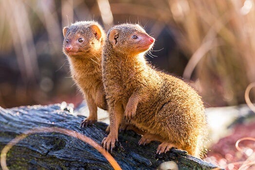 two dwarf mongooses being pals - from https://biologydictionary.net/mongoose/