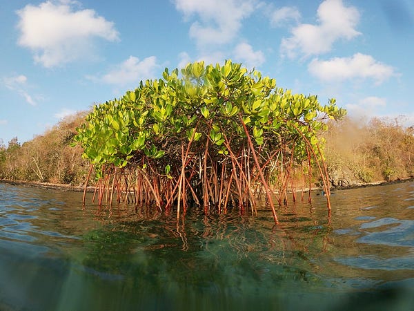 The Lone Mangrove at Gili Goleng by Gretchen Coffman
