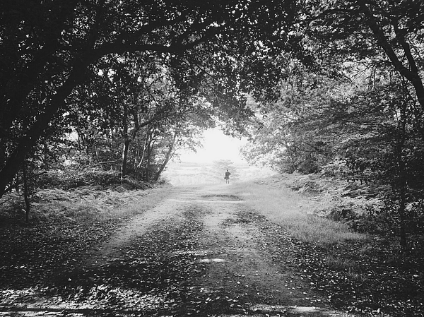 A black and white photo taken in the countryside. A small figure stands in the distance at the end of a wide, leafy path. Trees lean into the centre of the frame, bordering the path on both sides.