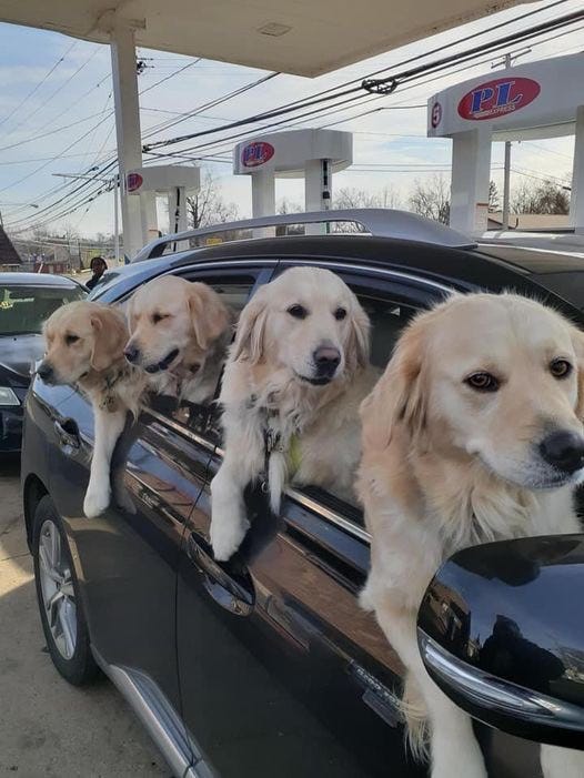 four golden retrievers hanging out the window of a car stopped at a gas station. they look like the beatles a little