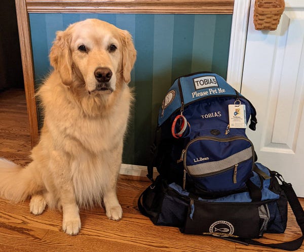 golden retriever with a serious expression. at home, sitting next to a full backpack. a visible vest lies across it that says “Tobias” and “please pet me”