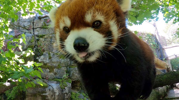 Red panda Moshu bleps while climbing a branch.