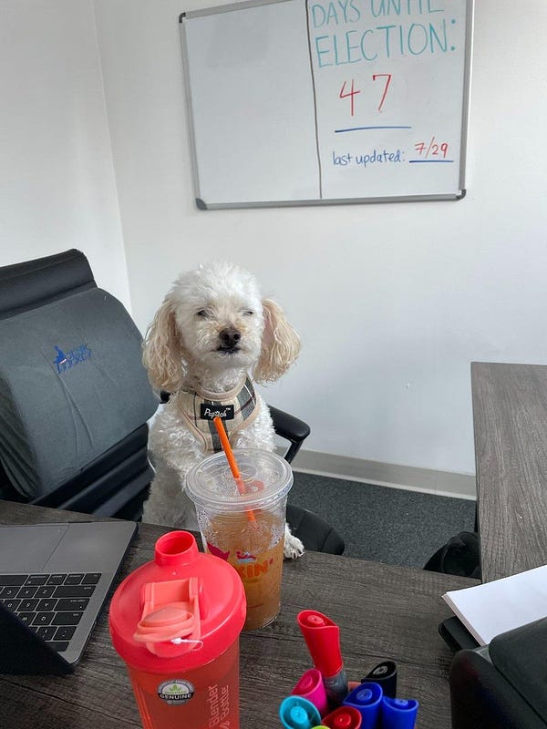 A small white poodle mix sits on a desk chair. A large Dunkin' iced coffee sits in front of the poodle. In the background, a white board with "DAYS UTIL ELECTION: 47" hangs on the wall.