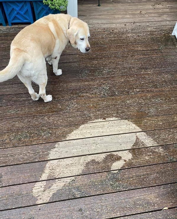 older yellow lab standing on a wooden deck, looking back at a spot where she was sleeping. rain drops have darker the area around her