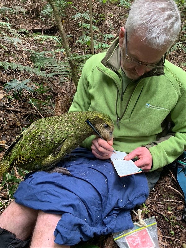 A kākāpō sitting on a person’s lap, looking at their notebook.