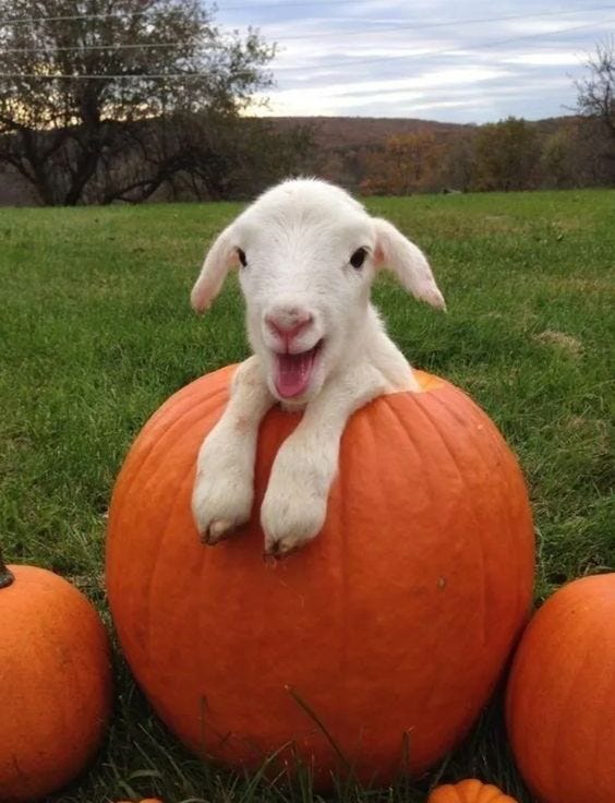 pumpkin goat!