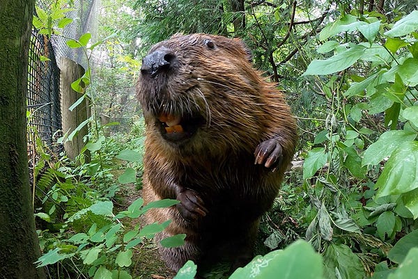 Filbert the beaver flashes a toothy smile while standing in dense foliage.