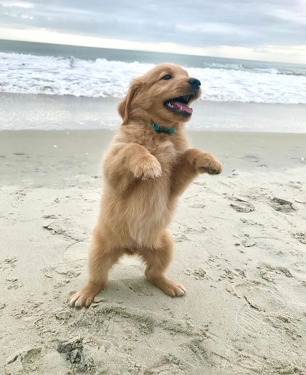 little golden retriever pup standing on his back legs. he’s on a beach and a wave is crashing behind him. his from arm are outstretched menacingly. his appears to be smiling but do not let that fool you