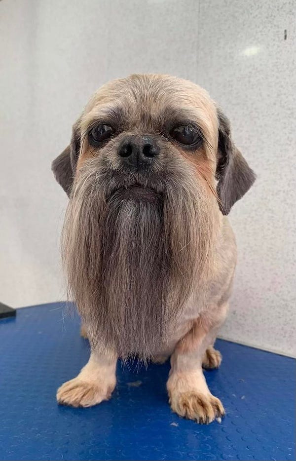 An old grey dog with a magnificent beard is looking directly at the camera. He probably has a lot of wisdom to impart on you.