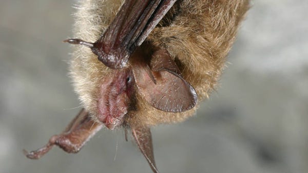 A Northern long-eared bat hanging from a cave ceiling.