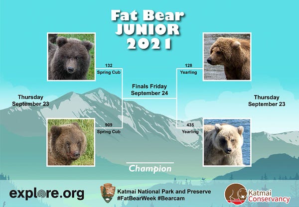 the Fat Bear Junior 2021 bracket with four pictures of bear faces- 132 spring cub vs 909 spring cub  and 128 yearling vs 435 yearling both on Sept 23 with finals Friday Sept 24, logos for explore.org, National Park Service and Katmai Conservancy below