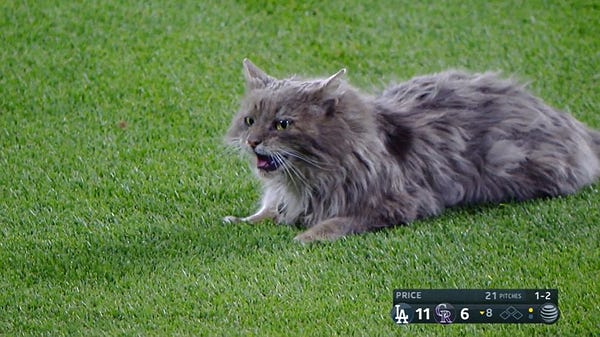Photo of long haired stray cat lying on the grass of a baseball field looking surprised