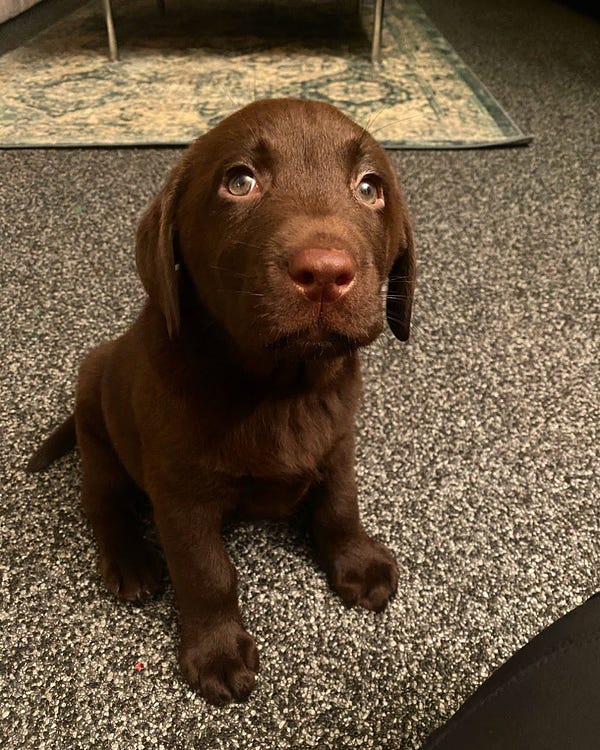 chocolate lab puppy sitting and staring up at you