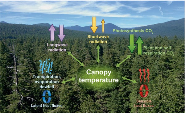 Energy, water, and carbon fluxes influenced by and influencing canopy temperature Tcan. 