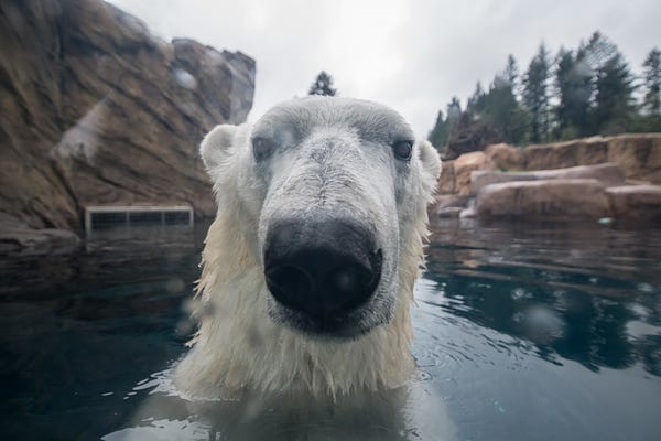 Polar bear Nora noses up to the camera while taking a swim in her pool.