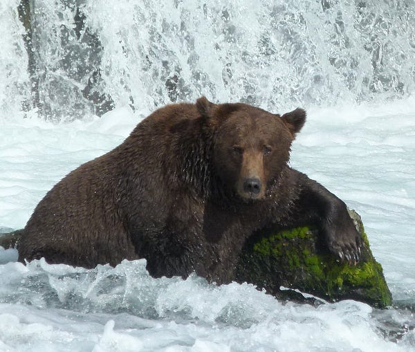 a fat bear sitting in water with one arm propped against a rock