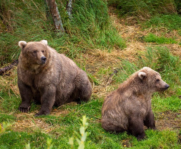 A fat sow sitting with her seated cub near her in the grass