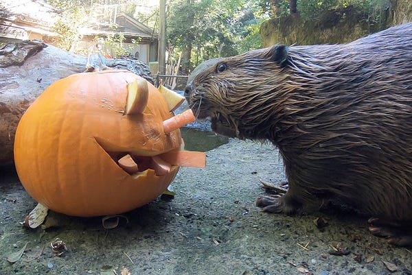 Maple the beaver faces off with a jack-o-lantern stuffed with carrot sticks and apple slices.