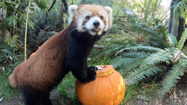 A red panda stands on top of a pumpkin.