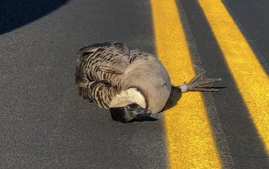 Dead nēnē goose on Chain of Craters Road.
