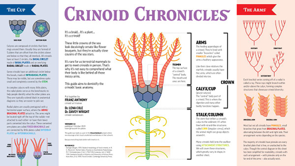 crinoid drawing guide