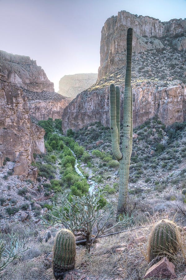  A tall saguaro cactus and two smaller barrel-shaped cacti rise up out of a desert canyon. The cactus are surrounded by steep canyon walls on both sides