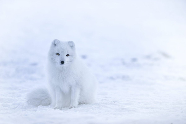 Arctic fox sitting amid snow. 