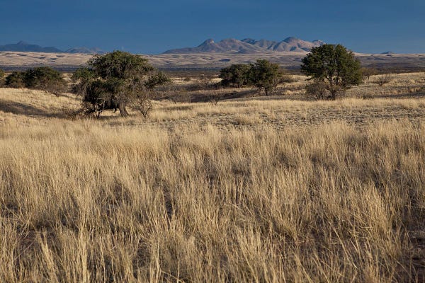 grasslands with a few scattered large trees in the midground and mountains in the far distance
