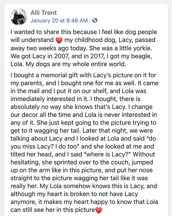 screenshot of a FB post. a woman is describing the heartwarming story of her dog recognizing her other dog who recently passed, in a photo