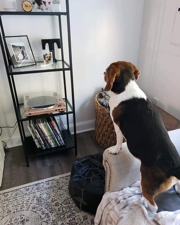 beagle standing on the arm rest of a couch, looking over to a shelf with a picture of her older sister, a yorkie
