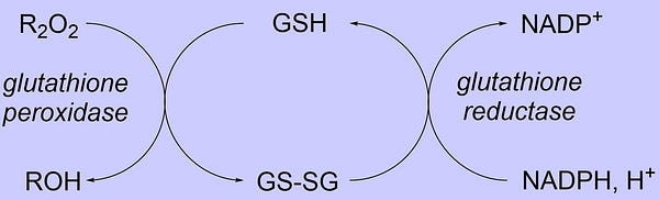 a redox cycle of GSH, showing its conversion of hydrogen peroxide to water and formation of glutathione disulfide, and the reverse reduction back to GSH