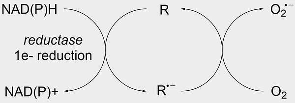 a chemical diagram of a redox cycle. Adapted from Br. J. Cancer 1987, 55, 46-52.