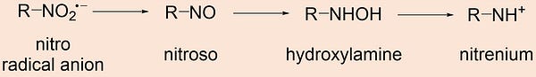 further metabolism of nitro radical anion -> nitroso -> hydroxylamine -> nitrenium