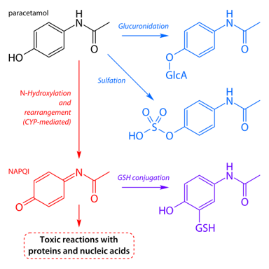 metabolic activation of paracetamol to a benzoquinone imine, detoxification with GSH, and competing metabolic pathways (glucuronidation and sulfation)