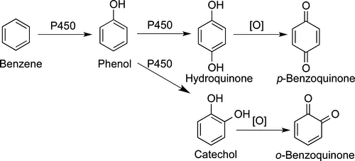 metabolism of substituted aromatic rings to quinones. Reproduced from Figure 2 of Chem. Res. Toxicol. 2017, 30, 13-37 under an ACS AuthorChoice license