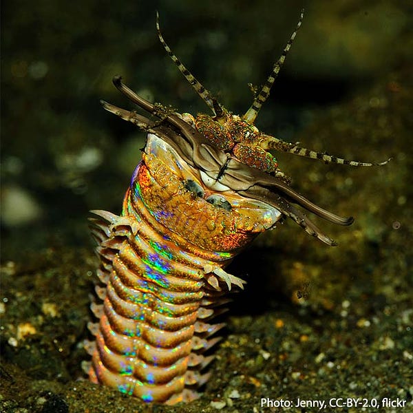 Close up head on shot of a bobbit worm peering through the surface of the ocean floor. It has a worm-like body; its beige, ribbed-textured underside is facing the viewer; short stubby legs line the sides of its body; its head has three antenna-like appendages at the tip with pincers around its mouth; the critter has iridescent skin and an array of colors re shimmering off of its body.