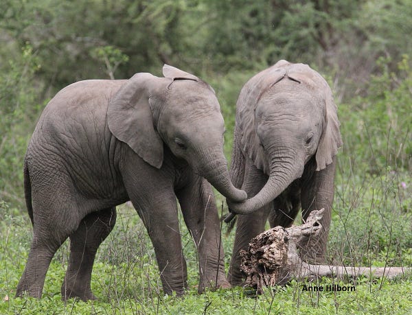 Two baby elephants clasping the tips of their trunks togeather