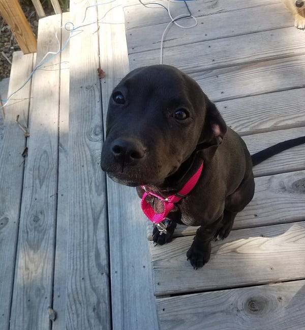 black lab mix puppy sits and looks up at us