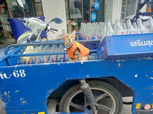A kitten on a blue truck, wearing an orange hi-vis jacket.