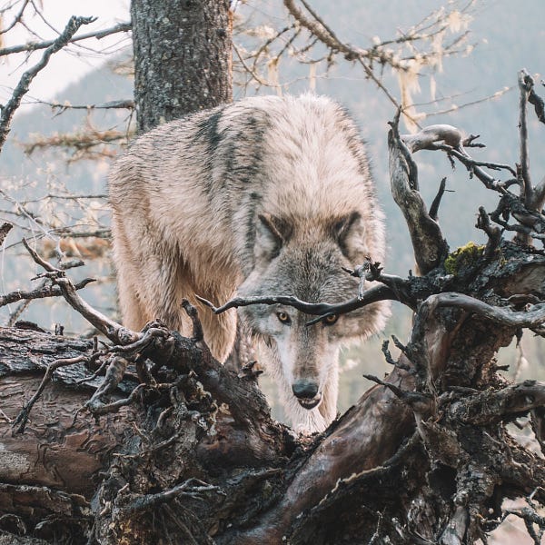 Photo of a wolf peering from behind the gnarled branches of a fallen tree in the wilds of British Columbia, Canada; Courtesy of Brianna R. via @unsplash.
