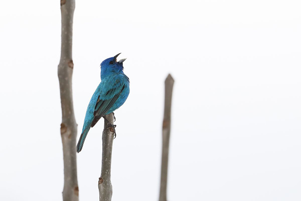 An indigo bunting is perched on thin branch, its head raised and mouth open making a call. 