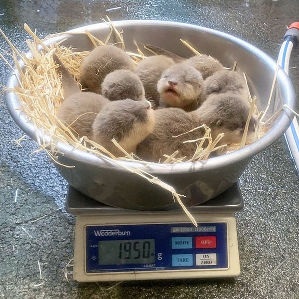 picture of baby otters asleep in a measuring bowl 