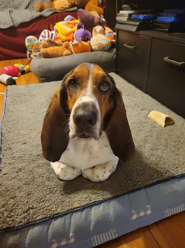 basset hound sits on his bed with his paws tucked under his body and a mountain of toys behind him. he’s a very good boy