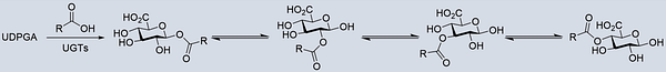 a graphic showing conversion of UDPGA + carboyxlic acids to 1-O acyl glucuronides, which may trans-acylate to 2-O, 3-O, and 4-O acyl glucuronides