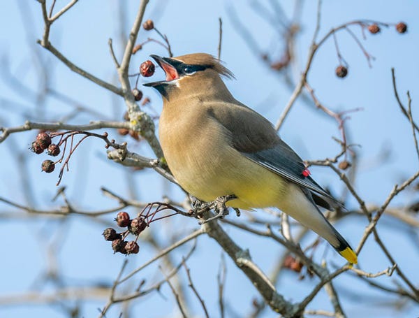 A bird perched on a branch tossing a red berry in the air