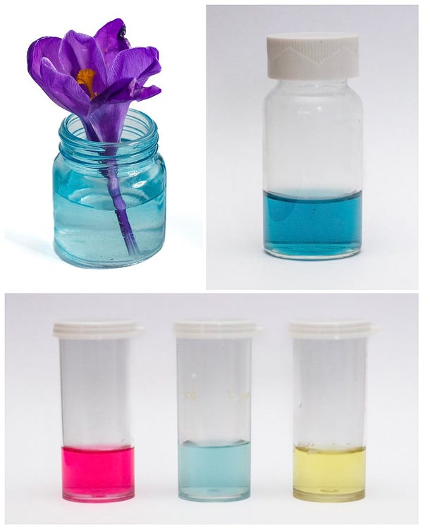 Series of photos: one of a purple crocus flower, one of a blue indicator solution, and one of the three test solutions (red in acid, blue in water, yellow in alkali)
