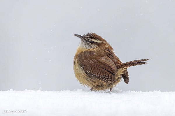 Photo shows a Carolina Wren standing in the snow. She is warm brown and her wings and tail are striped.