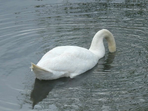 A swan with its head underwater