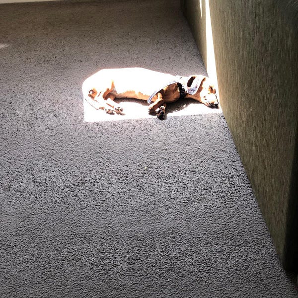 cachorro salsicha marrom dormindo gostoso de ladinho no carpete no único quadrado de sol que provavelmente entra através de uma janela